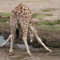 321-0216 Safari Park - Giraffe Splayed to Drink
